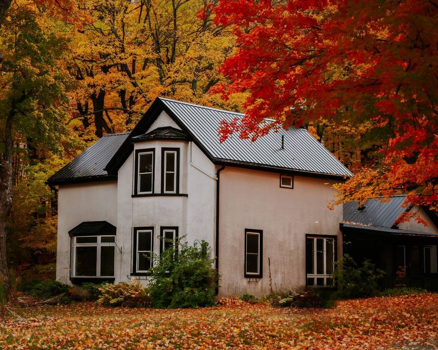 A white two-storey home with a dark metal roof and bay windows, surrounded by red and golden autumn maple trees and a lawn covered in fallen leaves